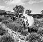 Traditional harvest of lavender (Rue des Archives) - Muzeo.com