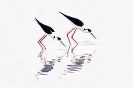 White Stilt - Greece; Black-winged Stilt (Himantopus himantopus), Skala Kallonis, Greece (Misja Smiths) - Muzeo.com