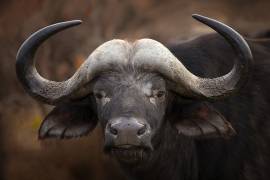A Buffalo Portrait (Mario Moreno) - Muzeo.com