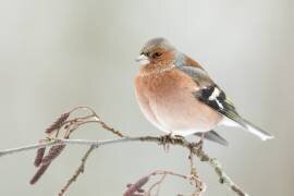 A common chaffin with snow light (Annie Keizer) - Muzeo.com
