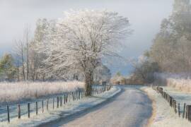 A Frosty Morning (Chris Moore) - Muzeo.com