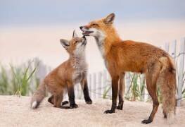 A Kiss (Max Wang) - Muzeo.com