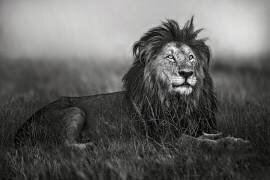 A legend of Masai Mara (Xavier Ortega) - Muzeo.com