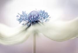 a n e m o n e (Mandy Disher) - Muzeo.com