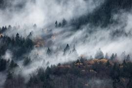A path of the fog (Tomomi Yamada) - Muzeo.com