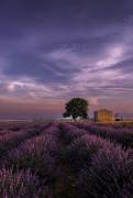 A purple sunrise (Monajumaan) - Muzeo.com