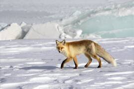 A red fox (Libby Zhang) - Muzeo.com