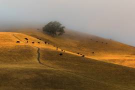 A Summer Morning in TriValley (Jenny Qiu) - Muzeo.com