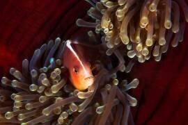 A teat in the mouth (Gabriel Barathieu) - Muzeo.com