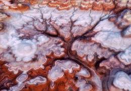 A Tree in the Desert (Mei Xu) - Muzeo.com