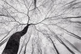 A view of the tree crown (Tom Pavlasek) - Muzeo.com