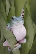A Whites Tree Frogs Pose (Linda D Lester) - Muzeo.com