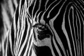 Abstract Zebra (Roy Darnell) - Muzeo.com
