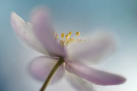 Against the sky (Heidi Westum) - Muzeo.com