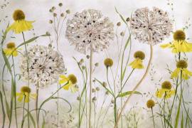 Alliums and heleniums (Mandy Disher) - Muzeo.com