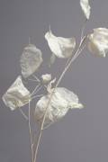 Almost transparent (Heidi Westum) - Muzeo.com