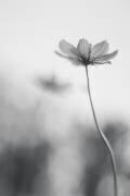 An ordinary dream (Udayan Ghosh) - Muzeo.com