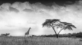 And I dreamed of Africa (Jeffrey C. Sink) - Muzeo.com