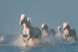 Angels of Camargue (Rostovskiy Anton) - Muzeo.com