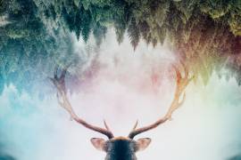 Antler (Angyalosi Beata) - Muzeo.com