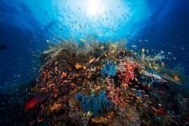 Apnea (Gabriel Barathieu) - Muzeo.com