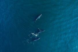 Arabian Humpback Whale (Haitham al Farsi) - Muzeo.com