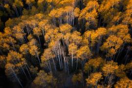 Aspen in Autumn (Mei Xu) - Muzeo.com