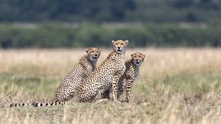 Attention, please ! (Alessandro Catta) - Muzeo.com