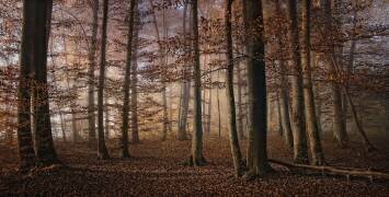 Autumn (Norbert Maier) - Muzeo.com