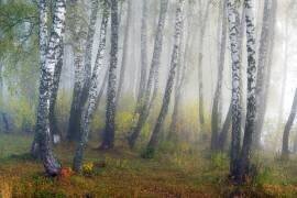 Autumn fogs (Dmitry Doronin) - Muzeo.com