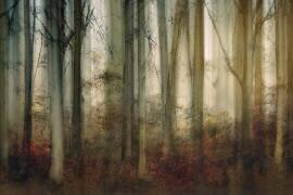Autumn light (Nel Talen) - Muzeo.com
