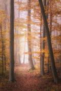 Autumn Woodland in Fog (Tobias Luxberg) - Muzeo.com