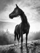 Backlight horse (Alessandro Accordini) - Muzeo.com