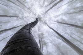 Beech forest (Tom Pavlasek) - Muzeo.com