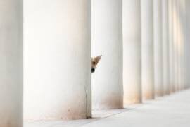 Bella - and the Pillars of the Earth... (Heike Willers) - Muzeo.com