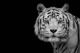 Bengal White Tiger (Nauzet Baez) - Muzeo.com