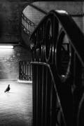 Big Bird in a Small Cage (Laura Mexia) - Muzeo.com
