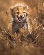 Big Smile (Ahmed Sobhi) - Muzeo.com