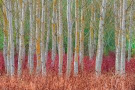Birch forest (Jure Kravanja) - Muzeo.com
