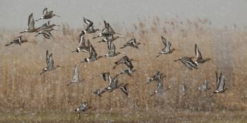 Birds in a snowstorm (Annie Keizer) - Muzeo.com