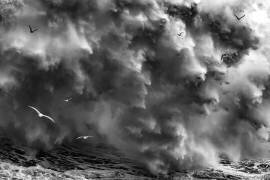 Birds in the storm (Part 2) (Paolo Lazzarotti) - Muzeo.com