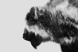 Bison (Angyalosi Beata) - Muzeo.com
