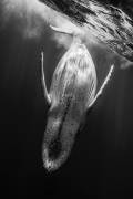 Black & Whale (Gabriel Barathieu) - Muzeo.com