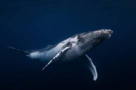 Black & Whale (Gabriel Barathieu) - Muzeo.com