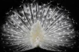 Black and white (Pino Liddi) - Muzeo.com