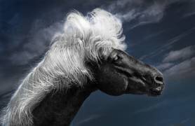 Blowing in the Icelandic Wind (Kenneth Zeng) - Muzeo.com