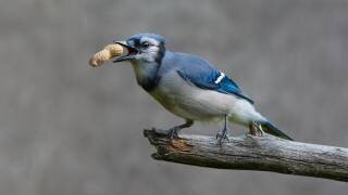 Blue jay's treat (Patrick Dessureault) - Muzeo.com
