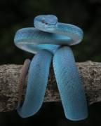 Blue magic (Tantoyensen) - Muzeo.com