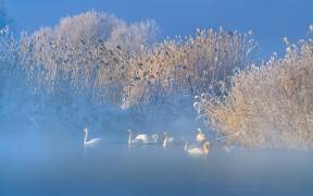 Blue Swan Lake (Hua Zhu) - Muzeo.com