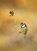 Blue Tit winter light (Kieran O Mahony) - Muzeo.com